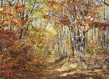 fall forest